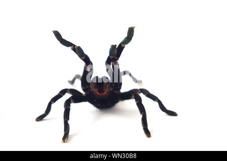 Asian species Tarantula spider  Found in Thailand, the scientific name is "Haplopelma minax Theraphosidae Haplopelma". Stock Photo