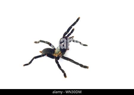 Asian species Tarantula spider  Found in Thailand, the scientific name is "Haplopelma minax Theraphosidae Haplopelma". Stock Photo