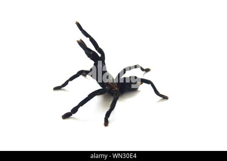 Asian species Tarantula spider  Found in Thailand, the scientific name is "Haplopelma minax Theraphosidae Haplopelma". Stock Photo
