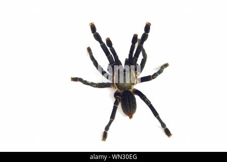 Asian species Tarantula spider  Found in Thailand, the scientific name is "Haplopelma minax Theraphosidae Haplopelma". Stock Photo
