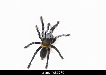 Asian species Tarantula spider  Found in Thailand, the scientific name is "Haplopelma minax Theraphosidae Haplopelma". Stock Photo