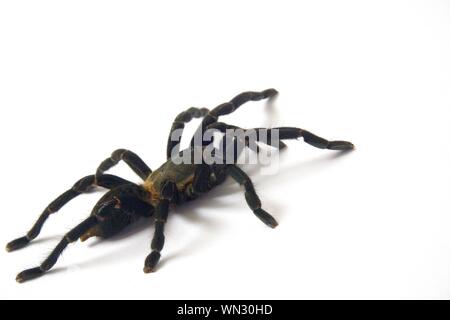 Asian species Tarantula spider  Found in Thailand, the scientific name is 'Haplopelma minax Theraphosidae Haplopelma'. Stock Photo