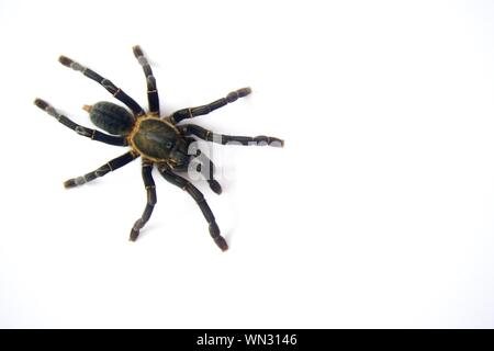 Asian species Tarantula spider  Found in Thailand, the scientific name is "Haplopelma minax Theraphosidae Haplopelma". Stock Photo