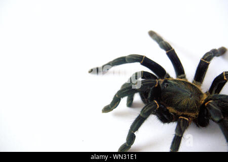 Asian species Tarantula spider  Found in Thailand, the scientific name is "Haplopelma minax Theraphosidae Haplopelma". Stock Photo