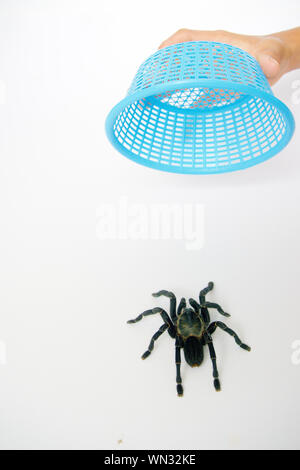 Asian species Tarantula spider  Found in Thailand, the scientific name is "Haplopelma minax Theraphosidae Haplopelma". Stock Photo
