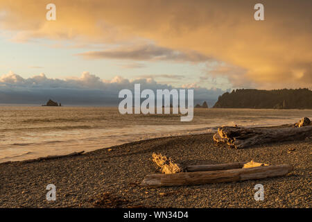 Drift Wood on Rocky Beach of Washington coast Stock Photo