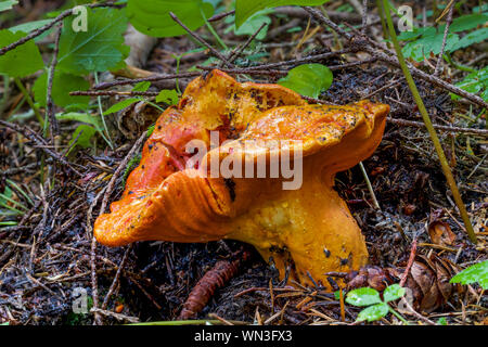 Lobster Mushroom, Hypomyces lactifluorum, growing on and in a host mushroom, perhaps Russula brevipes,in Federation Forest State Park near Mount Raini Stock Photo