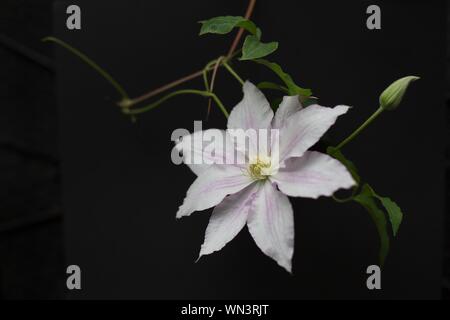Clematis Vancouver Morning Mist Against A Black Background Stock Photo Alamy