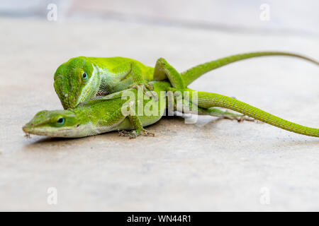 Green lizards, the Carolina Anole, mating Stock Photo