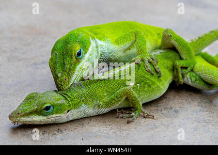 Green lizards, the Carolina Anole, mating Stock Photo