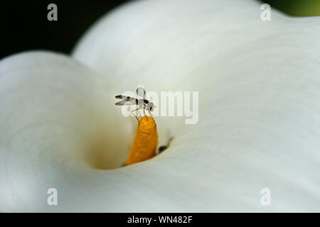 tiny hover fly or flower fly Latin Eupeodes volucris, family Syrphidae feeding on an arum lily or calla lily zantedeschia aethiopica family araceae Stock Photo