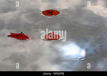 poppy flowers Latin papaver rhoeas floating in the sea with the sky reflected a remembrance flower for war dead and veterans Stock Photo