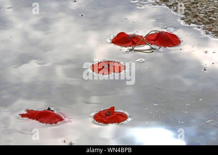 poppy flowers Latin papaver rhoeas floating in the sea with the sky reflected a remembrance flower for war dead and veterans Stock Photo