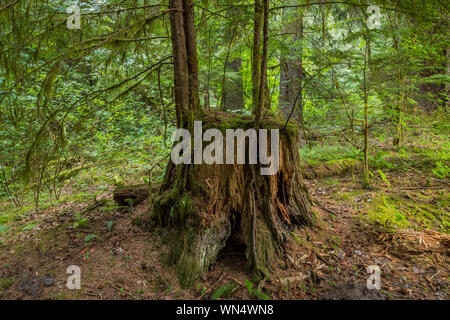 Western Hemlock, Tsuga heterophylla, growing from Western Red Cedar, Thuja plicata, stump in Federation Forest State Park near Mount Rainier, Washingt Stock Photo