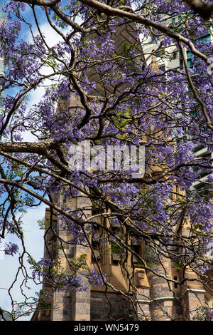 Beautiful jacaranda tree in bloom in front of St Stephens Church in Brisbane, Australia Stock Photo