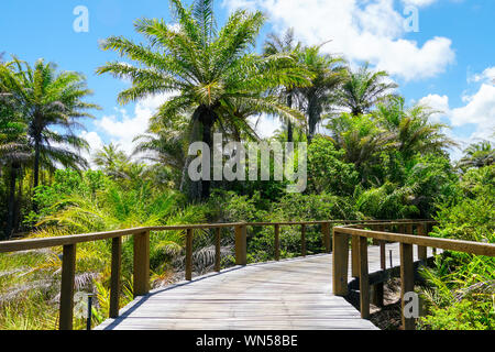 Perspective of wood bridge in deep tropical forest. Wooden bridge walkway in rain forest supporting lush ferns and palms trees during hot sunny summer Stock Photo