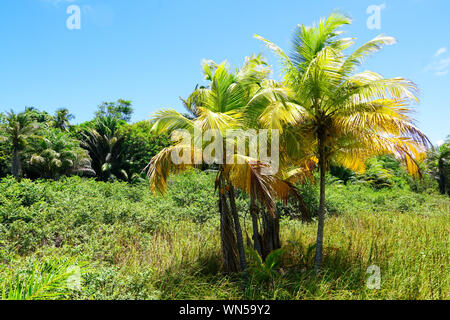 Close up of tropical forest, jungle in Praia Do Forte, Brazil. Forest supporting lush ferns and palms trees. Evergreen rain forest Stock Photo