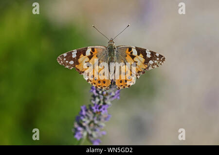 Painted lady butterfly in summer very close up Latin cynthia cardui or vanessa cardui feeding on a lavender bush or lavandula in Italy in summer Stock Photo