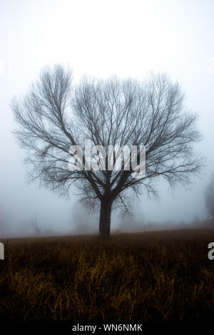 A tree silhouette in the fog, with some more distant trees Stock Photo ...