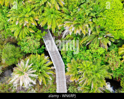 Aerial view of wooded bridge over the tropical forest. Wooden bridge walkway in rain forest supporting lush ferns and palms trees during hot sunny sum