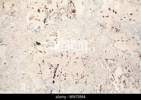 Light beige surface of the cork wood tile closeup, white and brown mottled texture background, abstract gray color decorative spotted pattern Stock Photo