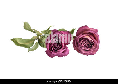 Flowers composition, two red roses and green leaves on white background isolated close up, border for greeting card, design element for poster, print Stock Photo
