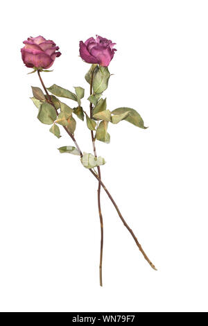 Two dried pink roses isolated on white background, design element for greeting card, wedding poster, holiday banner, texture, pattern, ornament Stock Photo