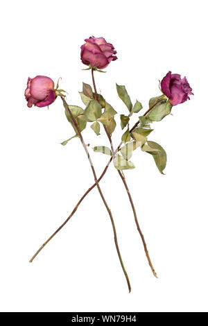Three red roses with long stems on white background isolated, greeting card concept, product box, label, design element for women's day, valentine Stock Photo