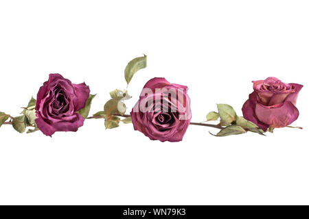 Three pink roses flowers in line on white background isolated, border for poster, holiday banner, design element for greeting card, pattern, ornament Stock Photo