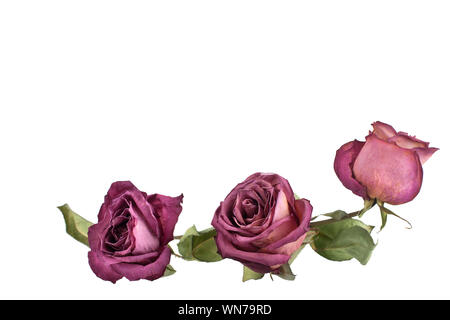 Flower arrangement, three red roses, green leaves on white background isolated close up, corner border for greeting card, design element for poster Stock Photo