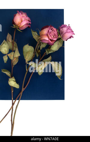Three pink roses flowers on dark blue and white background isolated close up, layout for greeting card, festive border, holidays banner, birthday Stock Photo