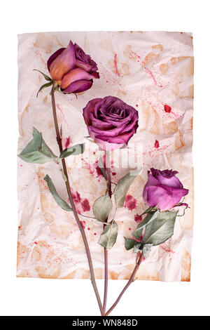 Three burgundy rose flowers on painted crumpled aged paper background close up isolated on white, holiday invitation or greeting card design Stock Photo