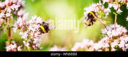 Bumblebee on marjoram flowers in summer garden Stock Photo
