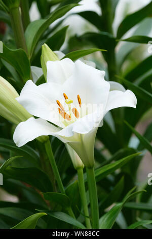 White Easter Lily Close Up Shallow Dof Stock Photo - Alamy