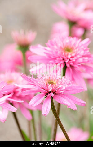 Close-up of pink flowers of echinacea 'mini belle', coneflower 'mini belle', Cone-fection 'Mini belle' Stock Photo