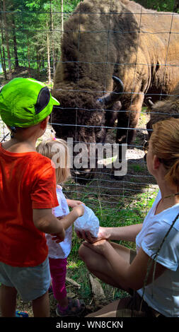 Mother with two children standing in front of an impressive European Bison behind a mesh wire fence Stock Photo