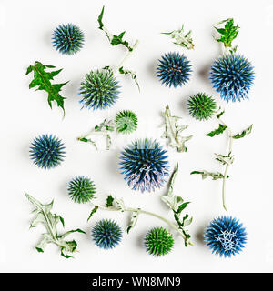 Blue thistle flowers and leaves composition. Flower arrangement on white background. Top view, flat lay. Floral design element Stock Photo