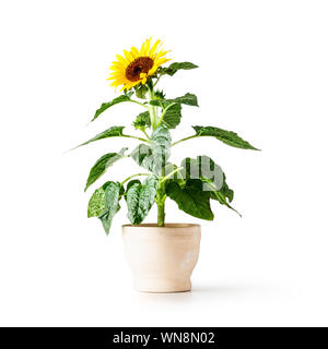 Sunflower flower in flower pot. Helianthus perennial plant. Single object isolated on white background clipping path included. Summer garden flowers Stock Photo