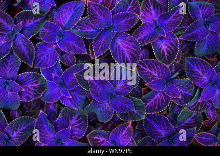 Coleus dark purple, pink and black leaves decorative background close up, painted nettle plant bright violet foliage texture colorful abstract pattern Stock Photo