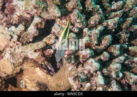 Freckled Hawk Fish Stock Photo