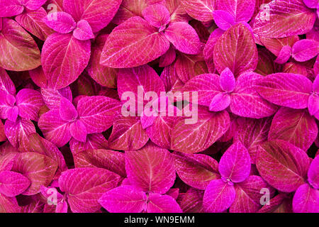 Coleus pink leaves decorative background close up, painted nettle flowering plant bright purple foliage texture abstract fuchsia color natural pattern