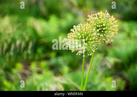 Two big round decorative blossom onion yellow flowers on green blurred bokeh background close up, Allium cristophii, Allium giganteum ornamental plant Stock Photo