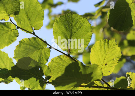 Common Alnus Leaf (Alder) Stock Photo