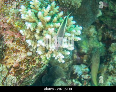 Freckled Hawk Fish Stock Photo