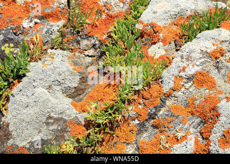 Lichen and marine plant growing on rocks at Pointe de Brannec, Ile aux Moines, Golfe du Morbihan, Morbihan, Brittany, France Stock Photo