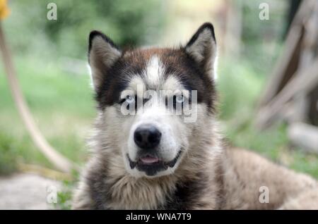 Alaskan Malamute with blue eyes. The Arctic Malamute is a wonderful fairly large dog native type designed to work in harness, one of the oldest breeds Stock Photo