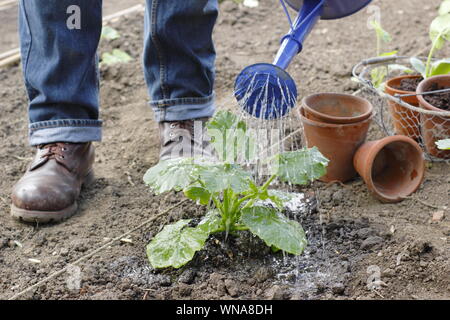 Cucurbita pepo 'Black Beauty'. Watering young courgette plants after planting out Stock Photo