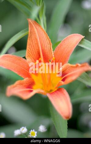 Orange lily flowers with green stems grow in a country house garden. Lilium bulbiferum is a herbaceous European lily with underground bulbs Stock Photo