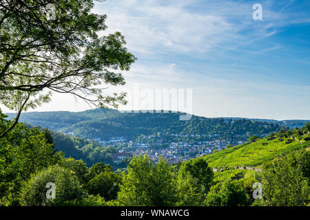 Germany, Beautiful view over houses of stuttgart heslach in valley surrounded by green forest trees and vineyards in summer Stock Photo