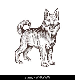 Guard dog farm animal sketch, isolated dog on the white background. Vintage style. Vector illustration. Stock Vector